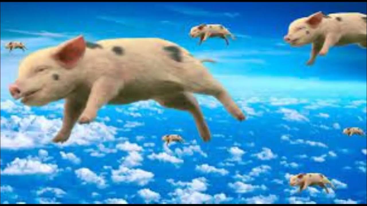 свинья толик - YouTube