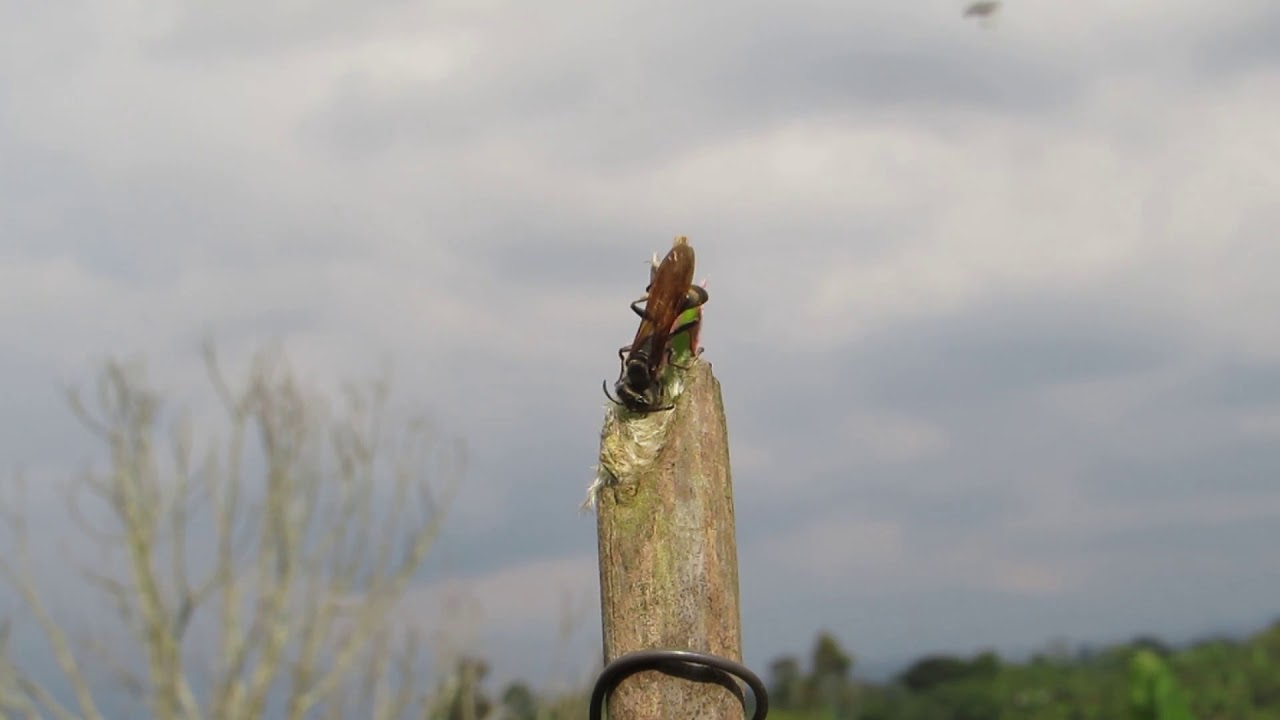 Wasp on pole with a lot of Wasps flying along
