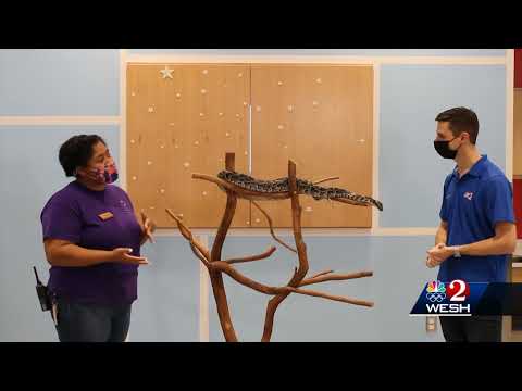 The Science of It: Betsy the Burmese python