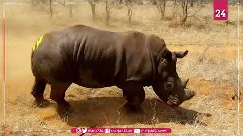 Tech firm Sigfox develops tiny tracker to help fight rhino poaching