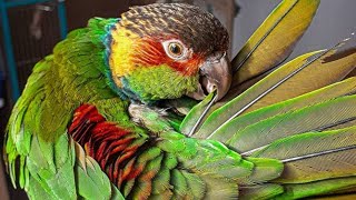 Amazon Parrot Talking | Amazon Parrot Whistling And Singing