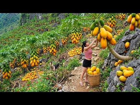 Cosecha de Más de 1000kg de Papayas en la Ladera de la Montaña y su Transporte al Mercado para Venta