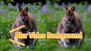 Artificial Intelligence: Blur Out Video Backgrounds Easily With This AI Software screenshot 5