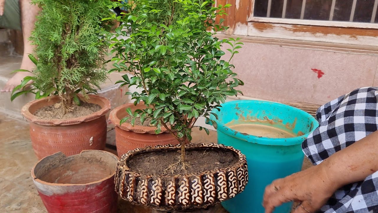 Repotting my Madhukamini in Bonsai Pot Easy Bonsai Idea Fun Gardening Herbal Plant Power