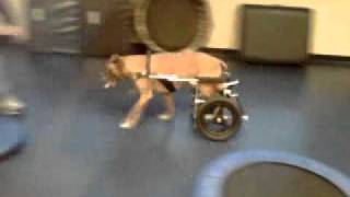 More Baxie Boo the boxer and his wheels!!