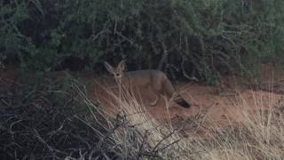 Cape Foxes Near The Lodge