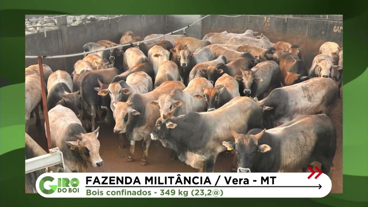 ASTURIANA DOS VALES: COM ZERO DENTES, BOIADA DE RAÇA ESPANHOLA PASSA DE 23 ARROBAS EM MT; CONFIRA