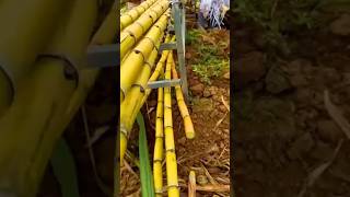 Best Sugarcane Harvesting, Best Farming Practice, Unbelievable Juicy Sugarcane farming shorts