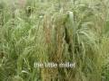 India-Forgotten foodgrain-Little millet- samey