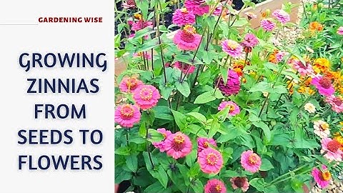 Growing Zinnias from seeds to flowers ~ How to grow zinnias in a pot for more flowers