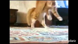 The Best Dancing Cats Ever Compilation - Funny Daning Cats Compilation Youtube 2014