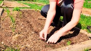First Spring Planting