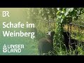 Schafe im Weinberg | Unser Land | - BR Fernsehen