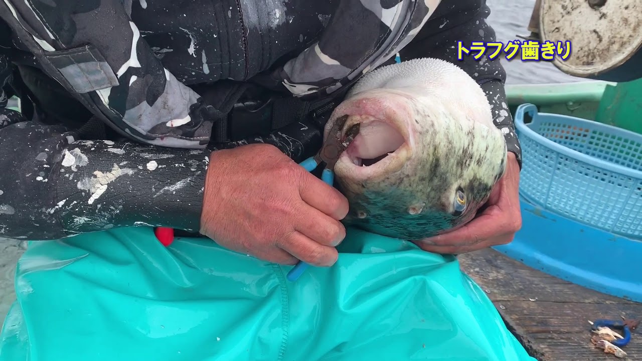 遠州灘天然とらふぐ