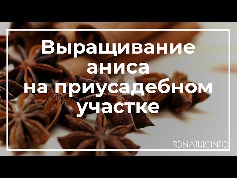 Выращивание аниса на приусадебном участке | toNature.info