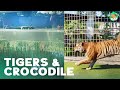 Tigers & Crocodiles Viewing - Sky Gardens Finale - Planet Zoo Sandbox Episode 10