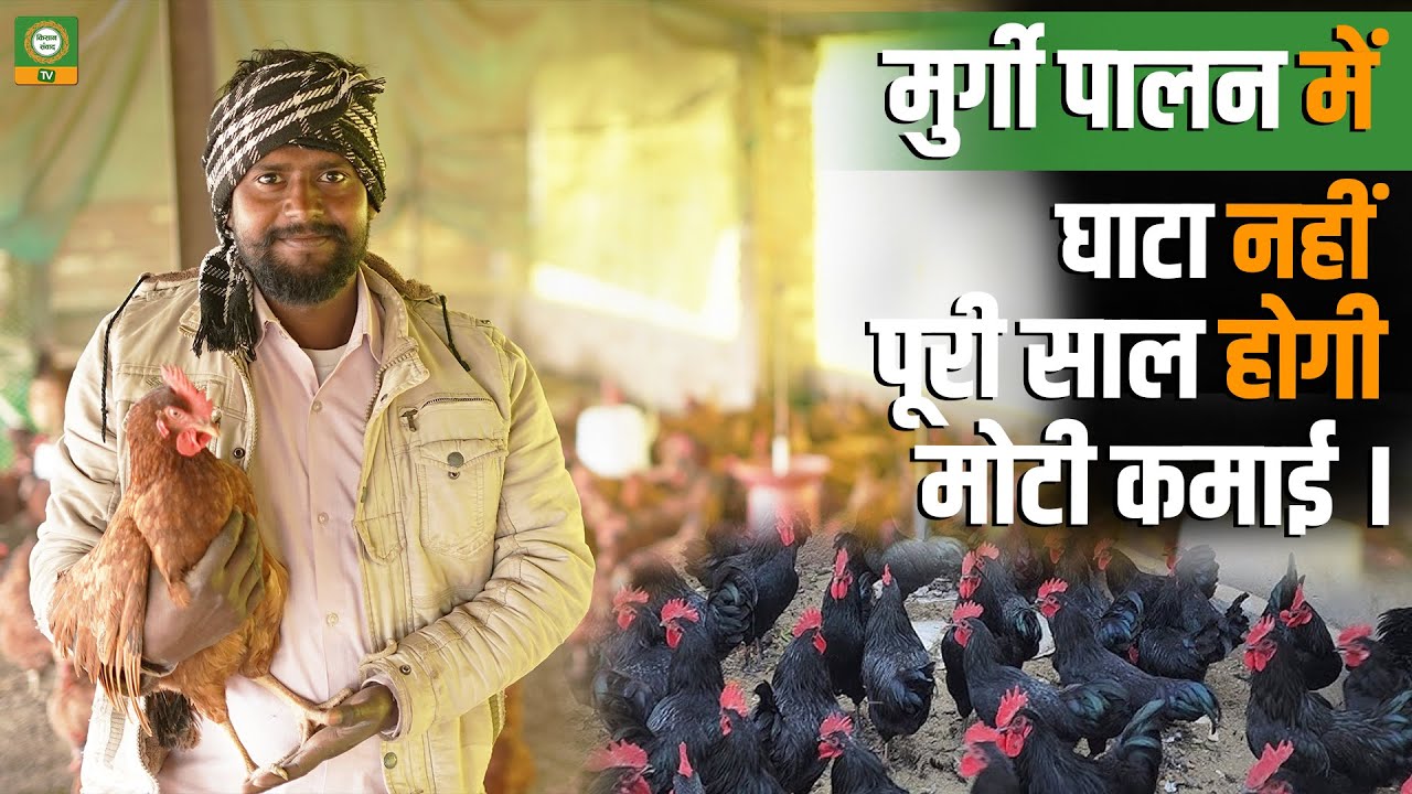 मुर्गी पालन में घाटा नहीं | पूरे साल होगी मोटी कमाई | Poultry Farming Profit 2026