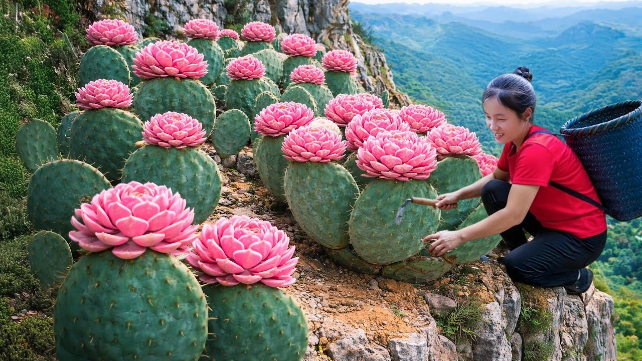 Harvest Wild Banana Flowers by The Stream Goes to Market Sell, Farm Care | Susan Daily Life