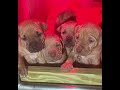 Shotta ❌ Little Sugarbear pups 31 days old💪🏾💪🏾💪🏾💪🏾💪🏾 I don’t own the rights to this music