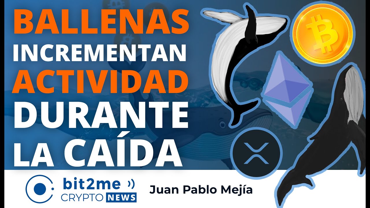 🔵🐋 NOTICIAS CRIPTOMONEDAS HOY - BALLENAS incrementan ACTIVIDAD durante la  caída