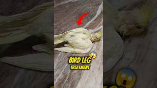 Bird Leg Problem Treatment
