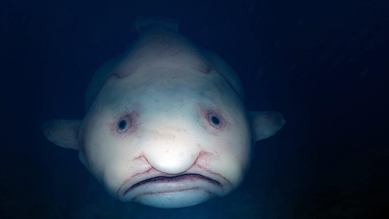 blobfish.  Blobfish, Blob fish in water, Real sea monsters