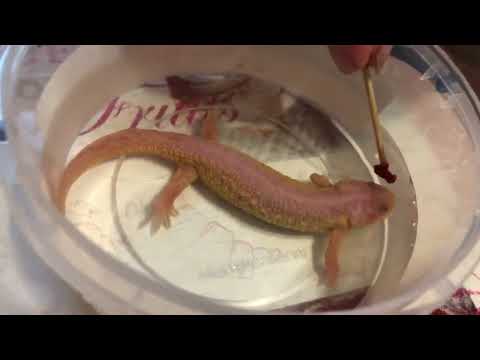GIANT TRITON DEVOURS WORMS!