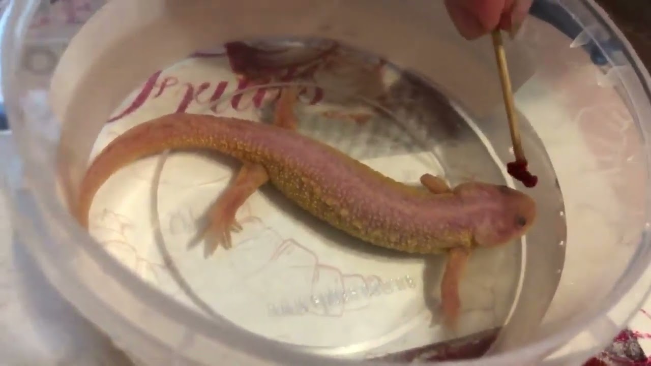 GIANT TRITON DEVOURS WORMS!