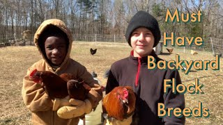 Best Egg Laying Chicken Breeds - Episode 1