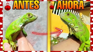 EL CRECIMIENTO DE MI IGUANA EN 4 MESES!!!! Antes Y Después - Iguana verde