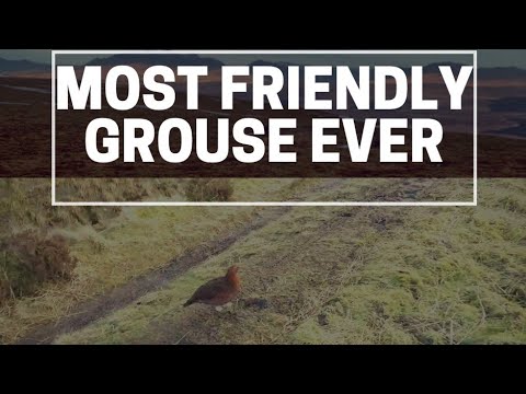 A Very Friendly,Funny Red Grouse ! Watch This.