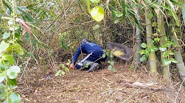 Bẫy rắn mùa mưa. Cao thủ bò lăn bội thu vài ký rắn | Cần gò Công