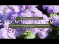 GROWING AGERATUM: SEED TO FLOWER How to Grow Ageratum for the Cutting Garden Ornamental Flossflower