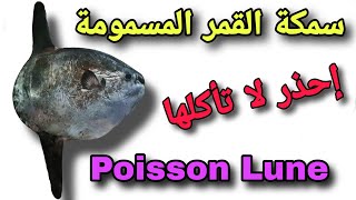 سمكة القمر المسمومة / shorts Poisson Lune#