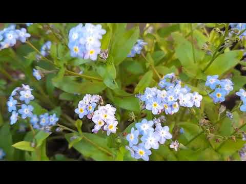 Forget me not and the gusty wind