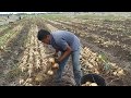 ASI TRABAJA LA RAZA EN LA CEBOLLA EN DONNA TEXAS,PURA GENTE TRABAJADORA