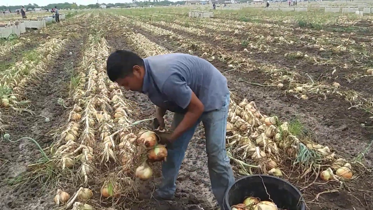 ASI TRABAJA LA RAZA EN LA CEBOLLA EN DONNA TEXAS,PURA GENTE TRABAJADORA