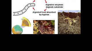 SCI 7/8 - Fungi