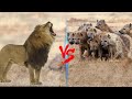 1 Male Lion VS 20 Hyena || Can A Male Lion Really Defeat Entire Hyena Clans