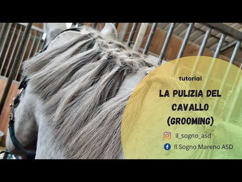 Video: Criera di cavallo: perché è necessaria e come prendersene cura