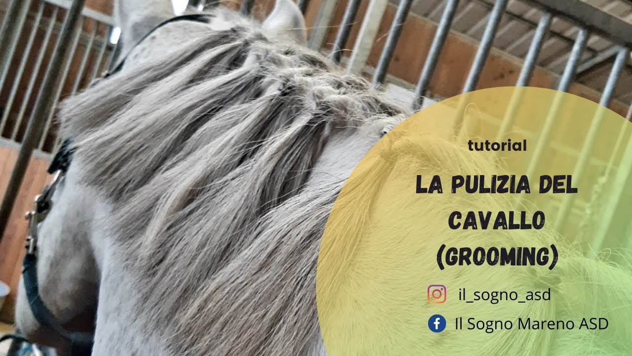 La pulizia del cavallo (grooming) - TUTORIAL