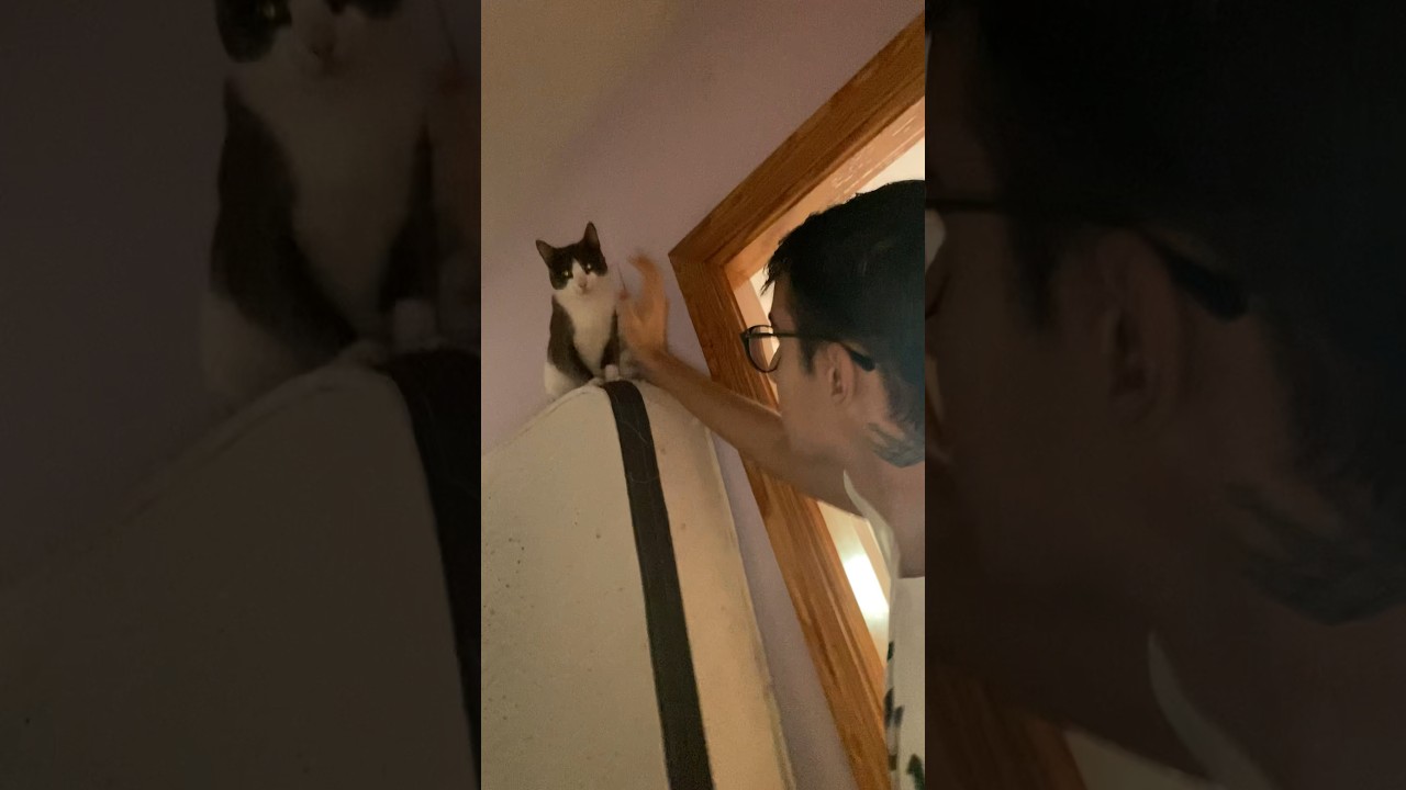 No le hagas esto a tu gato en casa… 