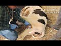 Painless castration in male calf under General Anaesthesia