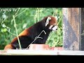 panda merah hewan imut terancam punah