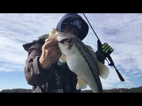 Belews Creek Lake Spotted Bass