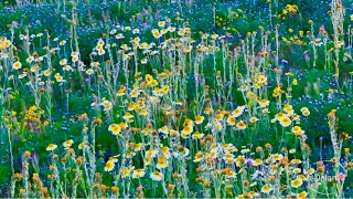 加州春天的画卷