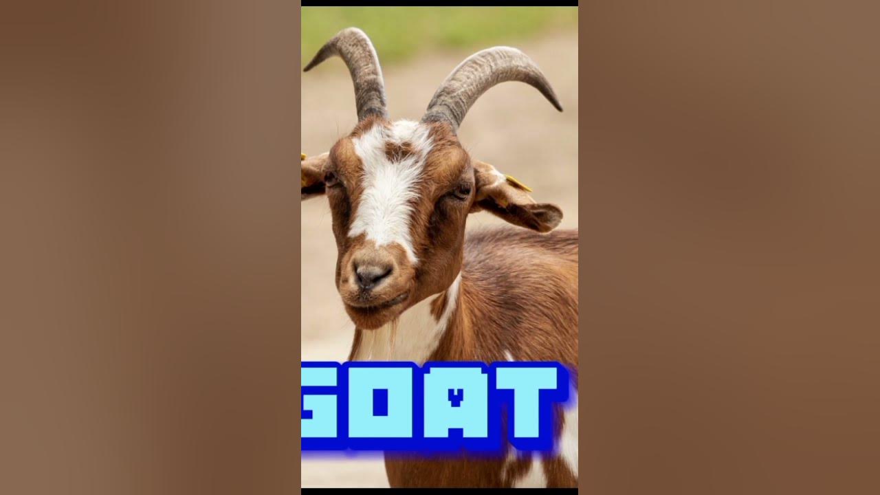 5-pets-halal-in-islam-youtube