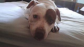 Pitbull Ataque De Fúria