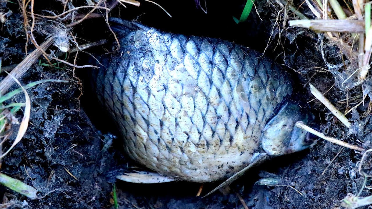 New methods Unique fishing 2020 Searching & Catfish Underground Hole