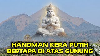 Viral !! Terbukti Nyata Hanoman Monyet Putih Bertapa Diatas Gunung Ribuan Tahun Lamanya